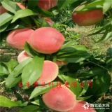 哪里有桃樹苗出售 金秋紅蜜桃樹苗多少錢一棵 桃苗基地價(jià)格