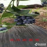 藍莓苗多少錢,19年藍莓苗多少錢,供應(yīng)優(yōu)質(zhì)藍莓苗