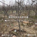 山东梨树苗；山东梨树苗批发