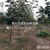 中梨1號梨苗；中梨1號梨樹苗；中梨1號梨樹苗價格