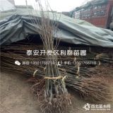 山东梨树苗出售；山东梨树苗价格；山东梨树苗基地