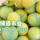 早熟蜂糖李苗2019年價(jià)格行情、2公分蜂糖李子苗培育基地