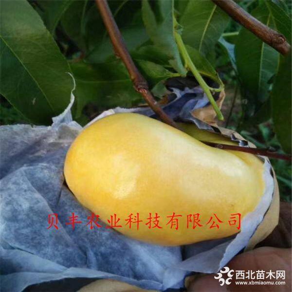 好品種桃樹苗