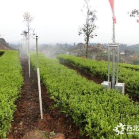 大量茶叶苗价格/大量茶苗批发/大量良种茶苗