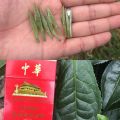 茶葉苗木價格/茶葉苗木批發(fā)/茶葉苗木種苗