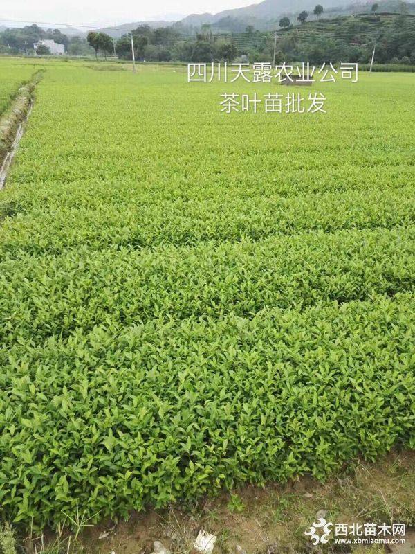 中茶108茶葉苗