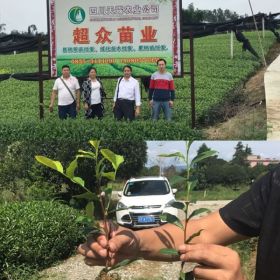 重庆酉阳茶苗/黔江茶苗/石柱茶叶苗/重庆万州茶苗价格