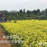 四川黄金芽茶苗/重庆黄金叶茶苗/黄金茶叶苗价格