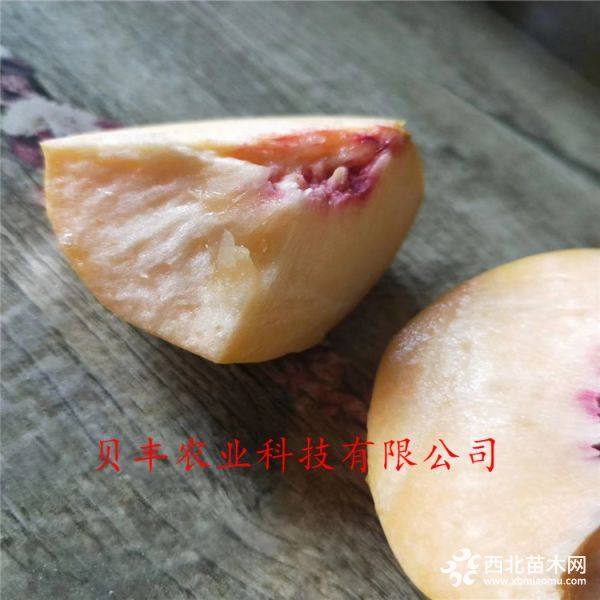 晚熟桃樹(shù)苗