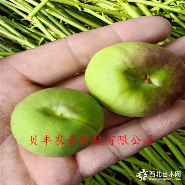 晚熟桃樹(shù)苗