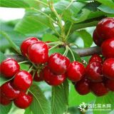 1.8米黃蜜櫻桃苗 黃蜜櫻桃苗哪里有賣