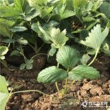 大棚草莓苗價(jià)格 甜查理草莓苗哪里有