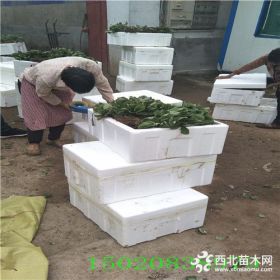 白草莓苗价格、白草莓苗基地