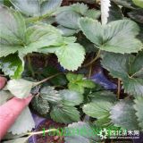 小白草莓苗价格、小白草莓苗基地