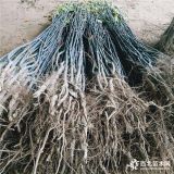 梨树苗批发 梨树苗种植技术 河南梨树苗价格