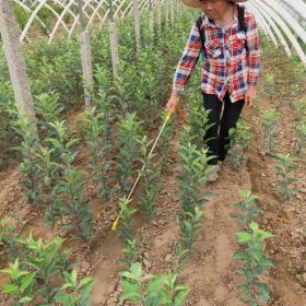 矮化苹果苗那里有   基地苹果苗价格是多少