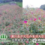 河南潢川豐花月季高30-50公分