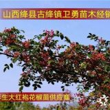 大紅袍、無刺、獅子頭花椒苗如何區(qū)分？