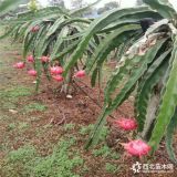 供应火龙果苗品种，种植火龙果苗基地