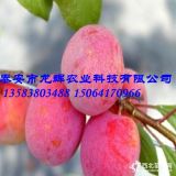 出售味厚李子苗味厚李子苗批发基地