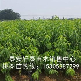 嫁接风味天后桃苗、风味天后桃苗产量高