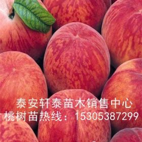 批发黑桃苗、黑桃苗多少钱