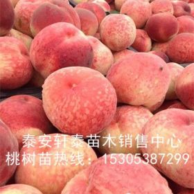 大量风味天后桃树苗、风味天后桃树苗新品种