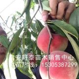 销售风味天后桃树苗、风味天后桃树苗多少钱