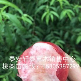 嫁接珍珠枣油桃树苗、珍珠枣油桃树苗品种好