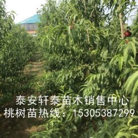 出售珍珠枣油桃苗、珍珠枣油桃苗产量高