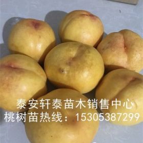 培育风味天后桃树苗、风味天后桃树苗成活率好