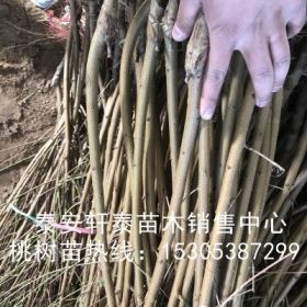 山东36-5油蟠桃树苗、36-5油蟠桃树苗品质好