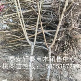 大量风味天后桃树苗、风味天后桃树苗品种好