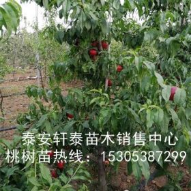 大量黑桃皇后桃树苗、黑桃皇后桃树苗抗病性好