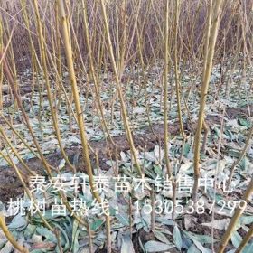 大量中蟠桃苗、中蟠桃苗批发基地