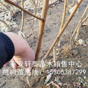 培育风味天后桃树苗、风味天后桃树苗品质好