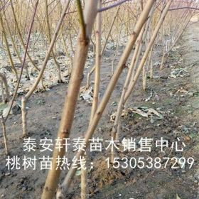 供应金霞早油蟠桃苗、金霞早油蟠桃苗抗病性好