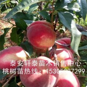 出售油蟠桃树苗、油蟠桃树苗早结果