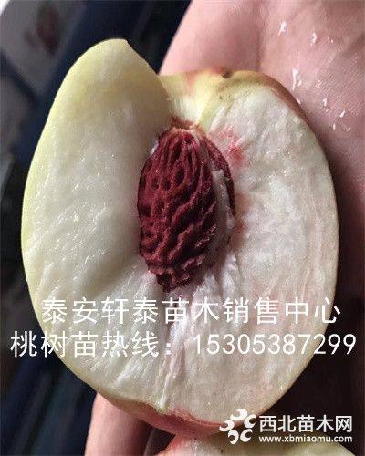 桃树苗