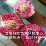 出售风味天后桃树苗、风味天后桃树苗品种好