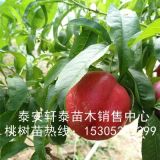 大量黑桃树苗、黑桃树苗成活率好