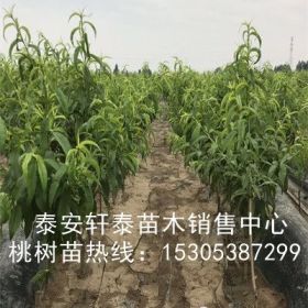 出售黄金蜜4号桃树苗、黄金蜜4号桃树苗早结果