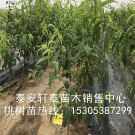 培育珍珠枣油桃苗、珍珠枣油桃苗成活率好