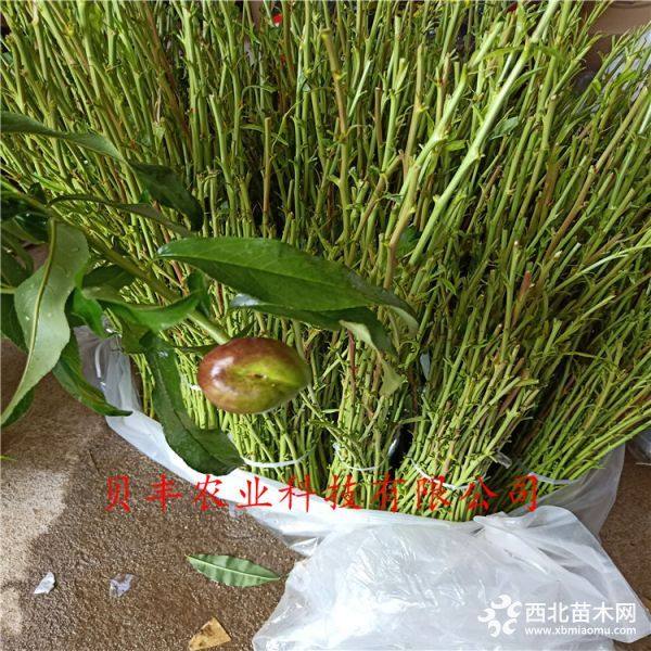 暢銷(xiāo)好品種桃樹(shù)苗