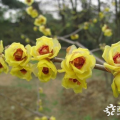 供應(yīng)耐寒綠化植物臘梅樹(shù)苗