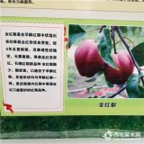 3公分全紅梨樹(shù)苗哪里有賣(mài)的 3公分玉露香梨樹(shù)苗前景如何