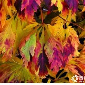 紅 楓舞孔雀紅楓苗 日本紅楓 樹苗紅楓樹小苗紅楓小苗紅楓苗 紅楓