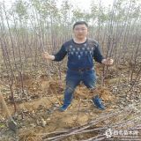 苹果苗新品种 苹果苗种植基地 优质苹果苗多少钱