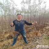 苹果苗出售 苹果苗批发 新品种苹果苗批发基地