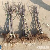 新品种苹果苗批发 苹果苗多少钱一棵 维纳斯苹果苗出售